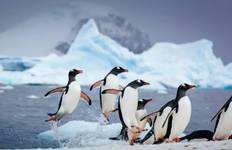 CERCLE POLAIRE SUD AVEC LES ÎLES FALKLAND ET LA GÉORGIE DU SUD circuit