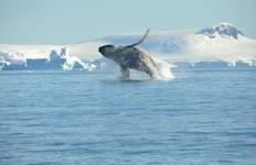 Circuito AVISTAMIENTO DE BALLENAS EN LA ANTÁRTIDA - EN BUSCA DE LOS GIGANTES DEL MAR