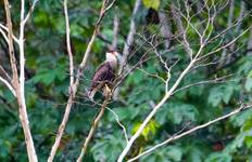 Wings of Cuyabeno: A 5-Day Birdwatching Journey with Flights Included