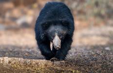 Sri Lanka's Big Five Tour