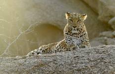 Luxury Taj and Leopards Safari Tour