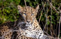 Luxuriöse Taj und Tiger Safari Reise