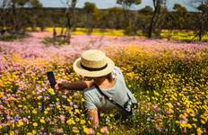 Perth nach Monkey Mia Wildflower Reise