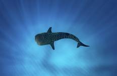 Walhai Schnorcheln Ningaloo Riff Reise
