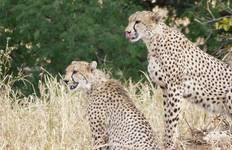 7-Day Luxury Wildlife Safari in Tanzania Tour
