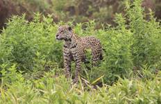 Circuit Pantanal avec observation de JAGUAR - de mi-mai à novembre