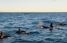 Wild Iceland & Whale Watching - 8 days Tour