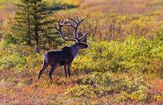 Circuit Alaska : La dernière frontière de l'Amérique (de Fairbanks, AK à Anchorage, AK)