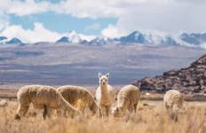 Antarctic Voyage with Peru  Lima → Buenos Aires (2026) Tour