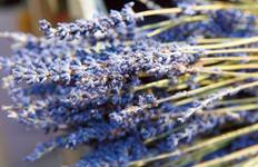 Rhône Bliss: Beaujolais Harvest Journey Tour