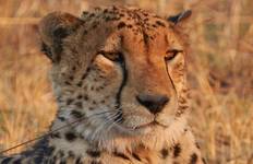 Kenia: 8 Tage Samburu, Aberdare, Nakuru, Naivasha und Masai Mara Reise
