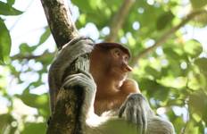 Circuit Aventure à Bornéo