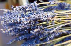 Idyllic Rhône 2026|2027 - 8 Days (from Lyon to Marseille) Tour