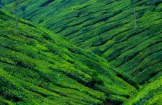 Circuit Circuit privé de 5 jours au Kerala avec Munnar, Thekkady et Alleppey au départ de Cochin