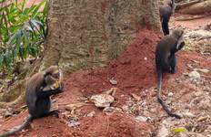 Glimpse of Ivory Coast Tour