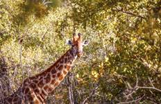 South Africa & Zimbabwe Discovery: Kruger to Victoria Falls