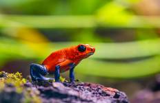 Circuit Le meilleur du Costa Rica : Nature, faune et aventure - Circuit de 9 jours