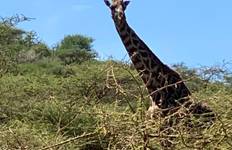 8 Days Ultimate Tanzania Safari Experience Tour