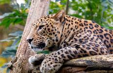 Circuit Une expérience sri-lankaise à couper le souffle