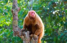 Cruise into the Heart of Primal Amazonia - An exploration at the edge of the jungle, between Brazil and Colombia (port-to-port cruise) Tour