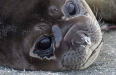 Malouines, Géorgie du Sud et Antarctique -M/V Greg Mortimer (Oct.) circuit