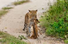 Circuito Semana de Aventura Safari Salvaje en Sri Lanka