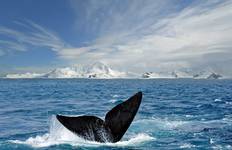 Le meilleur de la saison des baleines en Antarctique circuit
