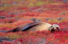 Spirit of Peru with Amazon and Galápagos Cruises Lima → Guayaquil (2027) Tour