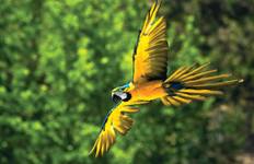 Spirit of Peru with Amazon Cruise Lima → Iquitos (2027) Tour