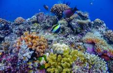 Great Barrier Reef Discovery with Tropical Queensland Highlights Cairns → Cairns (2027) Tour