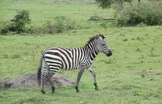 Circuit Safari classique, le composant