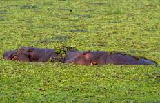 Circuit De Zanzibar au Cap (including Seronga)