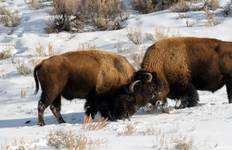 Circuit Le pays des merveilles de l'hiver à Yellowstone