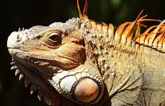 Natural Wonders of Costa Rica with Guanacaste Tour