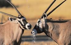 Circuit 11 jours du Cap à la Namibie - en camping