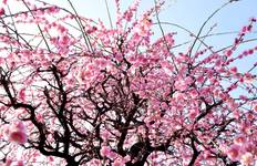 Hokkaido & Tohoku - 9 Days Tour