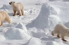 Circuit Au royaume des ours polaires