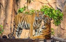 Golden Triangle Tour with Ranthambore Tour