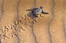 Circuit Visite du parc national de Tortuguero - Aventure indépendante de 4 jours