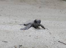 Schildpadden bescherming Papoea Nieuw Guinea-rondreis