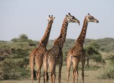 Wild Kingdoms Safari (van Johannesburg naar Durban)-rondreis