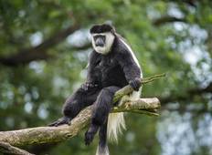 Gorillas von Uganda - Kurzurlaub Rundreise