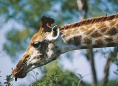 9-day Kruger and Victoria Falls Accommodated Tour