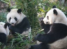 China Kleingruppenreise: Panda-Spurensuche und Yangtse-Kreuzfahrt - 16 Tage Rundreise