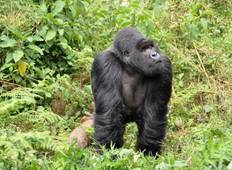 3 Day Uganda Gorilla Trek Budget Safari via Kigali Tour