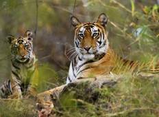 Exciting Wildlife Safari Tour in India Tour