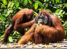 borneo safari experience 3D2N Orangutan in Tanjung Puting with Overnight on the Boat Tour
