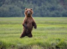 Alaska Bären-Basislager-Abenteuer Rundreise