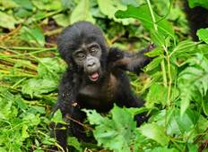 Ultiem gorilla-avontuur-rondreis