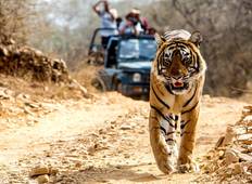 biggest jungle safari in india For The Love of Taj & Tiger - Golden Triangle & Ranthambore with 3 Tiger Safaris Tour